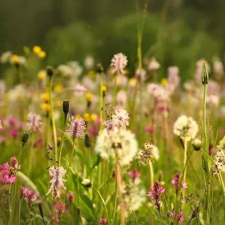 酒店 Rifugio Lou Lindal
